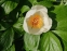 Півонія Віттмана (Paeonia wittmanniana) - 6