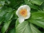 Півонія Віттмана (Paeonia wittmanniana) - 8