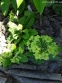 Первоцвіт гібридний "Франческа" (Primula  hybrid "Francesca") - 7