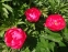 Півонія "Еллен Коулі" (Paeonia "Ellen Cowley") - 5