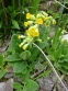 Первоцвіт великочашечковий (Primula macrocalyx Bunge) - 3