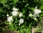 Орлики звичайні "Клементін Вайт" (Aquilegia vulgaris "Clementine White") - 2