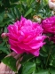 Півонія "Черрі Роял" (Paeonia "Cherry Royal") - 3