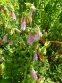 Дзвоники крапчасті (Campanula punctata) - 5