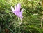 Пізньоцвіт осінній (Colchicum autumnale) - 3