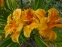 Лілійник "Спейскост Фрікі Тікі" (Hemerocallis "Spacecoast Freaky Tiki") - 1