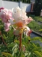 Півонія "Марієтта Сіссон" (Paeonia "Marietta Sisson") - 8