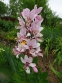 Ясенець білий варіант пурпуровий (Dictamnus albus var. purpureus) - 3
