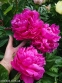 Півонія "Черрі Роял" (Paeonia "Cherry Royal") - 4