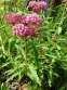 Ваточник м’ясо-червоний (Asclepias incarnata) - 2