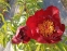 Півонія "Червоний Оксамит" (Paeonia "Chervonyi Oksamyt") - 6