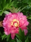 Півонія Іто "Хілларі" (Paeonia Itoh "Hillary") - 4