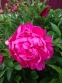 Півонія "Черрі Роял" (Paeonia "Cherry Royal") - 5