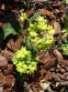 Первоцвіт гібридний "Франческа" (Primula  hybrid "Francesca") - 4