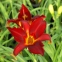 Лілійник "Керрі Куін" (Hemerocallis "Carey Queen") - 1