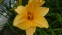 Лілійник "Рафлд Апрікот" (Hemerocallis "Ruffled Apricot") - 2