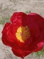 Півонія "Ліджен оф Хонор" (Paeonia "Legion of Honor") - 8