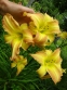 Лілійник "Емеральд Джой" (Hemerocallis "Emerald Joy") - 4