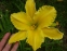 Лілійник "Лемон Електра" (Hemerocallis "Lemon Electra") - 2