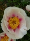 Півонія "Афіна" (Paeonia "Athena") - 8