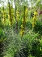 Асфоделіна жовта (Asphodeline lutea) - 4