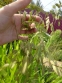 Хасмантіум широколистий (Chasmanthium latifolium) - 4