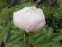 Півонія "Епплтон Хаус" (Paeonia "Appleton House") - 3