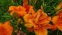 Лілійник "Мері Браун" (Hemerocallis "Mary Brown") - 2