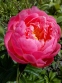 Півонія "Пінк Хавайан Корал" (Paeonia "Pink Hawaiian Coral") - 1