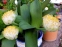 Гемантус білоквітковий (Haemanthus albiflos) - 1