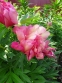 Півонія Іто "Хілларі" (Paeonia Itoh "Hillary") - 5