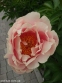 Півонія "Пастелорама" (Paeonia "Pastelorama") - 5