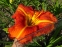 Лілійник "Тускавілла Тігріс" (Hemerocallis "Tuscawilla Tigress") - 4