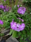 Первоцвіт Зібольда (Primula sieboldii) - 5
