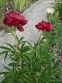 Півонія "Бакай Белль" (Paeonia "Buckeye Belle") - 9