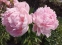 Півонія "Бьюті Франсез" (Paeonia "Beautе Francaise") - 4