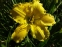 Лілійник "Лемон Електра" (Hemerocallis "Lemon Electra") - 1