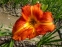 Лілійник "Тускавілла Тігріс" (Hemerocallis "Tuscawilla Tigress") - 1