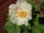 Півонія Млокосевича (Paeonia mlokosewitschii) - 3