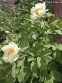 Півонія Млокосевича (Paeonia mlokosewitschii) - 4