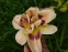  Лілійник "Фламбоінт Еджес" (Hemerocallis "Flamboyant Edges") - 1