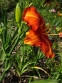 Лілійник "Тускавілла Тігріс" (Hemerocallis "Tuscawilla Tigress") - 3