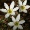 Зефірантес білий, або білосніжний (Zephyranthes candida (Lindl.) Herb.) - 2
