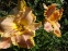 Лілійник "Дарла Аніта" (Hemerocallis "Darla Anita") - 5