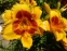  Лілійник "Оренж Електрік" (Hemerocallis "Orange Electric") - 2