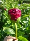 Півонія "Генрі Бокстос" (Paeonia "Henry Bockstoce") - 4