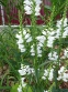 Фізостегія віргінська біла (Physostegia virginiana f. alba) - 2