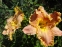 Лілійник "Дарла Аніта" (Hemerocallis "Darla Anita") - 4