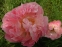 Півонія "Пінк Хавайан Корал" (Paeonia "Pink Hawaiian Coral") - 5