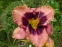 Лілійник "Дарінг Десепшн" (Hemerocallis "Daring Deception") - 2